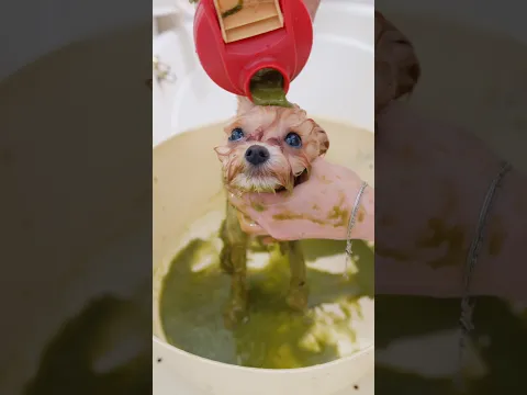【動画全編は⬇️】小さな子犬をはじめてトリミングしたら