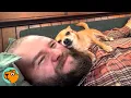 Man Adopts Tiny Chihuahua Now She s Glued To Him Cuddle Buddies