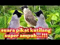 Download Lagu Suara pikat burung kutilang ribut paling ampuh #suarapikatkutilang 