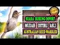 Lagu Suara Burung Yang Mudah Ditiru - Kicau Burung Australian Reed Warbler