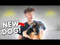 We Got a Dog