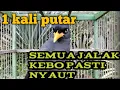 Download Lagu PANCINGAN JALAK KEBO super gacor cerewet.di jamin burung kamu langsung nyaut
