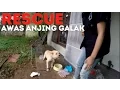 Download Lagu RESCUE: Begini Menjinakkan Anjing Galak