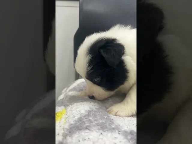 動画