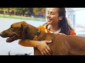 Dogtopia Ranks in Pet Category for 6th Consecutive Year - Entrepreneur Franchise 500