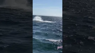 Baby Humpback Whale breaches next to Sailboat🐋 #cruising #mexico #sailing #anchor #whale #shorts