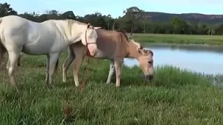 تزاوج الخيول بالحمير تزاوج الحيوانات 2020 