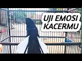 Download Lagu KACER GACOR FULL ISIAN MEWAH || Kacer Konslet Untuk Menguji Mental Emosi Kacer Agar Stabil Gacor