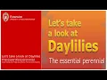 Download Lagu “Let’s take a look at Daylilies, The essential perennial”