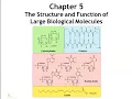 Chapter 5 The Structure and Function of Large Biological Molecules