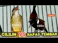 CILILIN VS KAPAS TEMBAK || guru vokal paling handal
