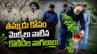 పవన్ కళ్యాణ్ పుట్టినరోజు సందర్భంగా నాగబాబు మొక్కలు నాటే  కార్యక్రమం | #HBDJanasenaniPawanKalyan