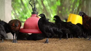 ตอนที่ 2 - วิธีการเลี้ยงไก่กระดูกดำ