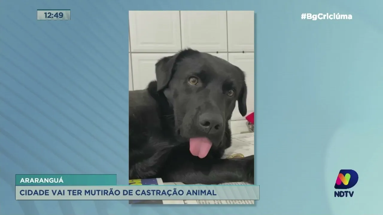 Giro de Notícias: mutirão de castração será realizado em Araranguá