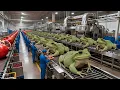 Lagu Inside the Frog Leather Factory-How Exotic Skins Become Luxury Items (Full Process)