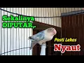 SEKALINYA DI PUTAR PASTI LEKAS NYAUT, Suara Burung Lovebird Ngekek Panjang ini, Cepat Pancing Emosi