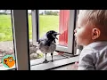 Wild Crow Knocks On Window To Play With His Baby Friend Every Day Cuddle Buddies