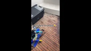 A dive for the dinghy 😱