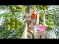 Download Lagu Harvesting Lots Of Coconuts Goes To Countryside Market Sell - Farm Life