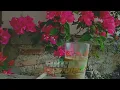 Download Lagu cinematik bonsai sambil ngopay