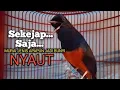 MURAI BATU GACOR Ampuh buat PANCINGAN MURAI biar Emosi jadi NYAUT BUNYI BONGKAR MATERI ISIAN 