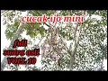 Download Lagu Suara asli pikat cucak ijo mini di hutan