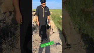 ترند یوتیوب جدید ضحك کله ابیض بس وجهه ابیض تحشیش سمیره العراق السعودیه الامارات ترکیا افلام 