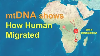 Download mtDNA shows how humans migrated across the World MP3