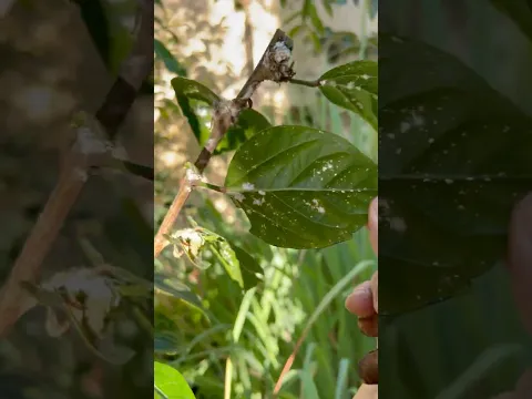 أخطر اصابة ممكن تموت نباتاتك وتقضي على حديقتك بالكامل 🌿 كيف تتم المعالجة نهائياً بخطوتين فقط👌🌿