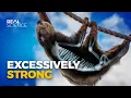 Download Lagu The Insane Biology of: Sloths