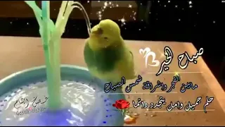 صبحكم الله بالخير 