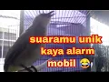 Download Lagu trucukan istimewa full isian suara unik #trucuk #burung trucukan #trucuk unik
