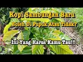 Lagu Pohon Kopi Sambungan Baru Langsung Di Pupuk? Jangan Lakukan Ini Sebelum Nonton