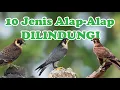 Download Lagu 10 Jenis Alap-Alap (Falconidae) yang Dilindungi