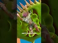 Download Lagu Swallowed By A Giant Venus Flytrap 😲