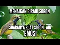 Download Lagu SOGON PANCINGAN BUNYI AMPUH