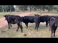 The Cattle Range listing 912C290-201