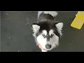 Dog Daycare The Dog Club Kalispell MT