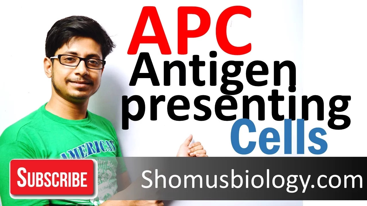 Antigen presenting cells (APC)