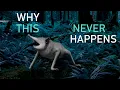 Where Are All The Flightless Bats