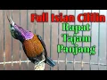 Download Lagu Masteran / Pancingan KoNin DaCok Isian CILILIN Tajam, Rapat, Panjang
