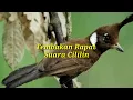 Download Lagu Masteran Murai Batu, Suara Cililin Jeda 1 Menit, Speed Rapat