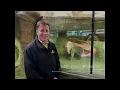 Download Lagu Dr. Doug Whiteside appointed head veterinarian at Calgary Zoo
