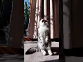 Download Lagu The Art of the Cat Stretch: Yawning in Slow Motion