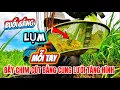 Download Lagu File tiếng cút mới dính LỤM mỏi tay cung lưới tàng hình mới nữa quá chất lượng