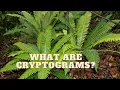 what is a cryptogram
