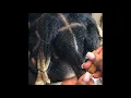 KodakKnots How to combine traditional Locs into Wicks