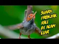 Download Lagu Suara Prenjak Merah Tamu Jantan Gacor Nembak, VOLUME Lantang \u0026 JERNIH, Cocok Sebagai Pikat Liar