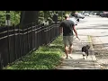Changes to licensing for pets in Columbia
