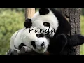 Download Lagu How to Pronounce Panda?